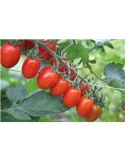 Pomidor Cherry Nasiona Biopon 0,1 g